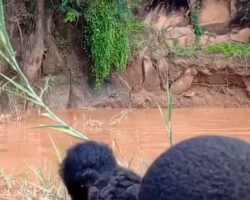 Crocodile attack on child playing in river