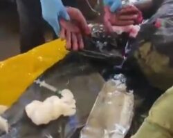 Farmers chopped off thief’s hands with machete