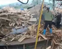 Female worker sucked into wood chipper