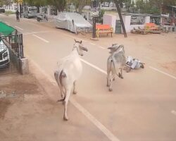 Free-roaming bull sends man into critical condition