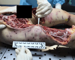 Young Italian woman killed by pack of shepherd dogs