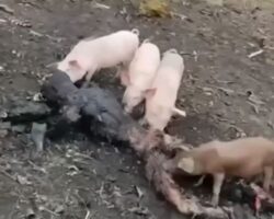 Body of Russian soldier eaten by pigs