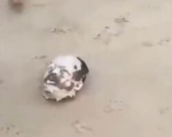 Dismembered male body found on Brazilian beach
