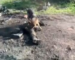 Dog devouring soldier’s corpse