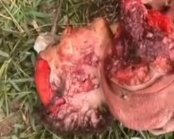 Elderly woman torn apart by pack of pit bulls