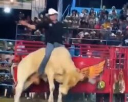 Guy destroyed by bull