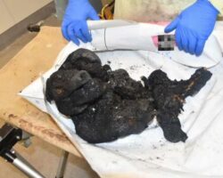 Infants murdered by Hamas