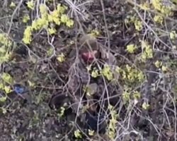Russian soldier commits suicide on battlefield #2