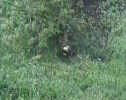 Russian soldier tries to neutralize drone with tree branch