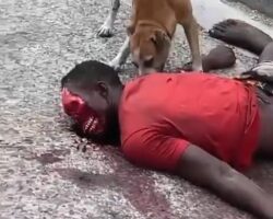 Starving dog is feeding on corpse