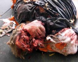 2004 Madrid train bombings