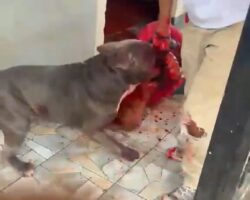 Aggressive pit bull tore his face apart