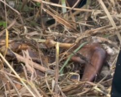 Body of missing taxi driver found in advanced stage of decomposition