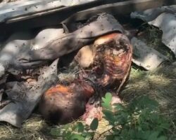 Dog consumed body of deceased Russian soldier