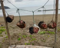 Five severed human heads found displayed on public beach