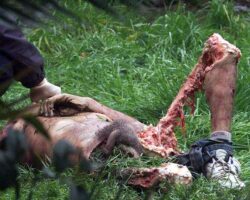 Guy attacked and partially eaten by bear
