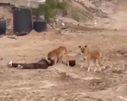 Hungry dogs chewing Palestinian corpse