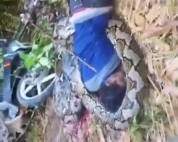 Motorcyclist killed by reticulated python
