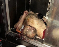 Young man stabbed and decapitated his stepfather