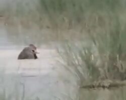 12-year-old boy killed in crocodile attack