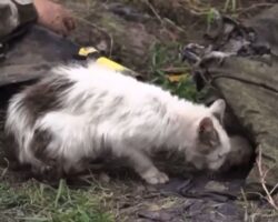 Cat chewing on dead Russian soldier
