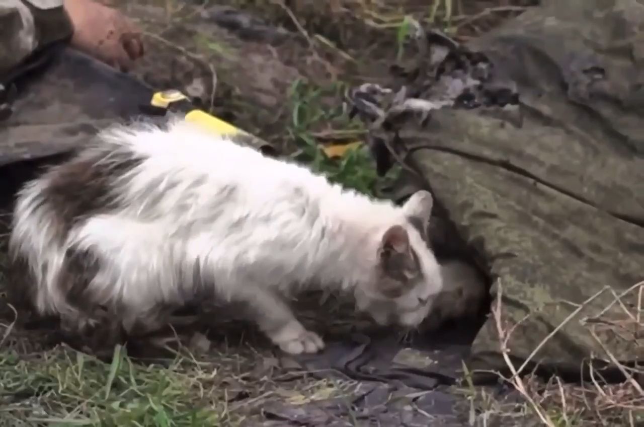 cat-chewing-on-dead-russian-soldier-gorecenter