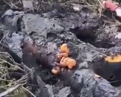 Charred body found in Recife, Brazil