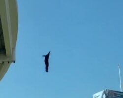 Depressed police officer ends it all by jumping off bridge
