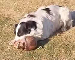 Dog gnaws on human skull