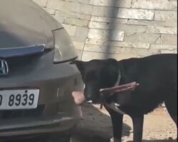 Dog stole amputated human leg from hospital
