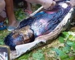 Indonesian farmer swallowed by reticulated python
