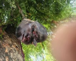 Killing and postmortem mutilation of Nigerian gang leader