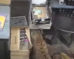 Leopard attack in liquor store