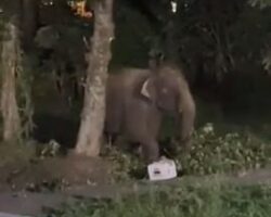 Man in India gored by elephant
