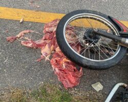 Man torn to pieces in traffic accident