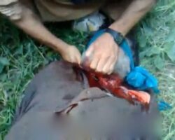 Pakistani terrorists from TTP behead their captive