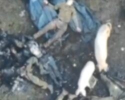 Pigs spotted eating group of Russian corpses