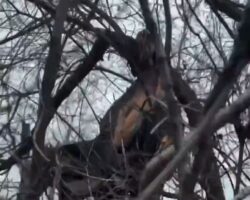 Remains of soldier discovered in tree branches
