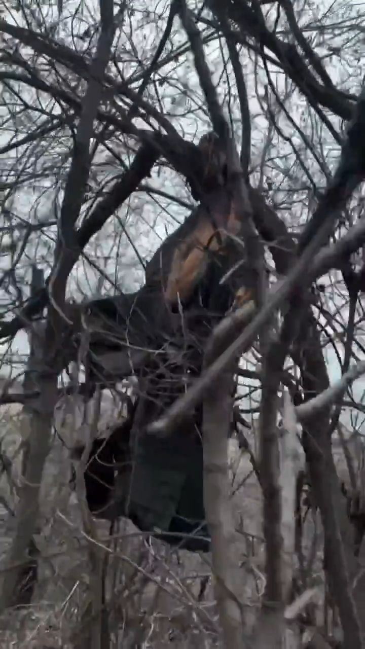 Remains of soldier discovered in tree branches • GoreCenter