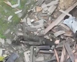 Stray dog feeding on corpse of Russian soldier
