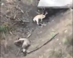 Stray dog feeds on corpse of Russian soldier
