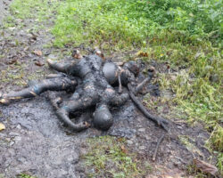 Two criminals burned by enraged mob