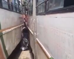 Woman crushed to death between two buses
