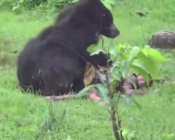 Brother and sister killed in bear attack