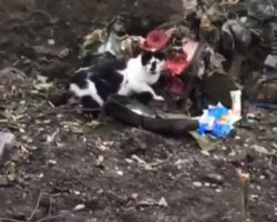 Cat chewing on dead Russian soldier