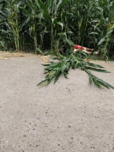 Discovery of woman's body in cornfield