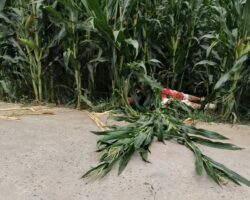 Discovery of woman’s body in cornfield