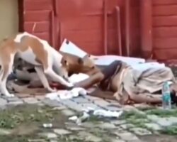 Dogs gnawing on corpse of homeless man