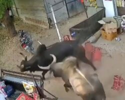 Elderly Indian man seriously injured after being struck by two bulls