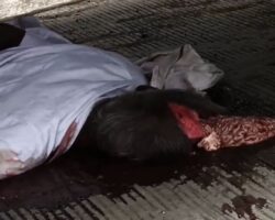 Elderly man fatally crushed by heavy truck